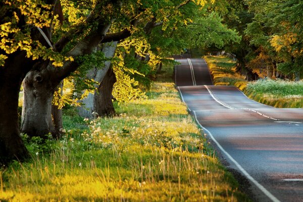 A deserted road with trees on the side of the road