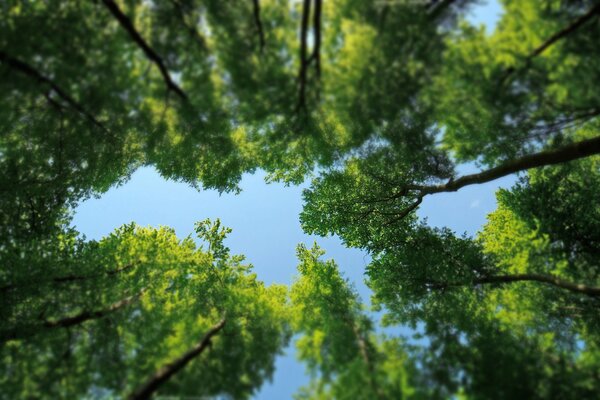 CIELO BLU CON CORONE DI ALBERI