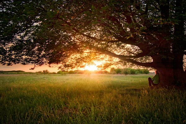 A girl under a huge tree against the sunset