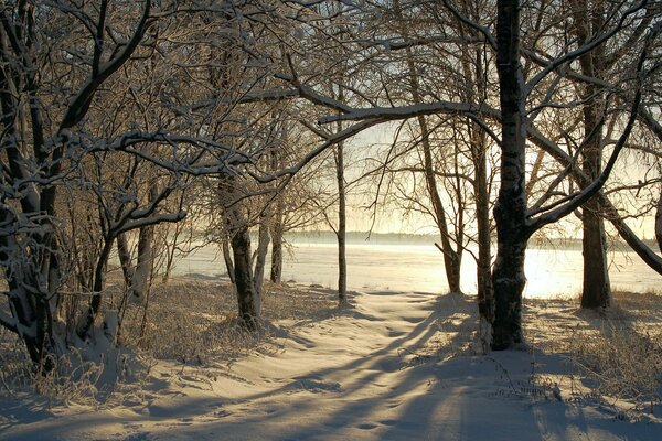 Schneereicher Winter im Wald im Schnee Bäume