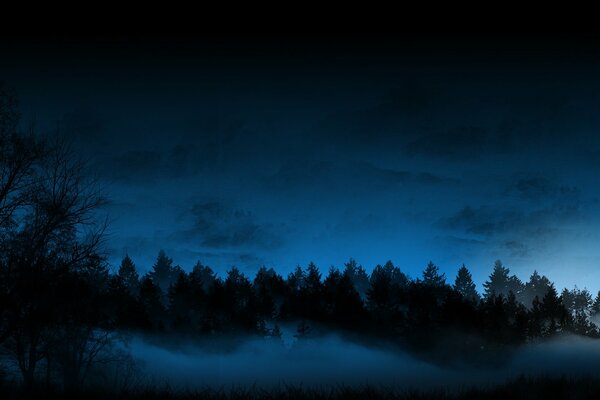 Forêt de nuit et ciel bleu