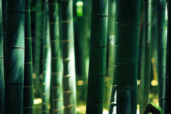 Green bamboo stalks with hieroglyph