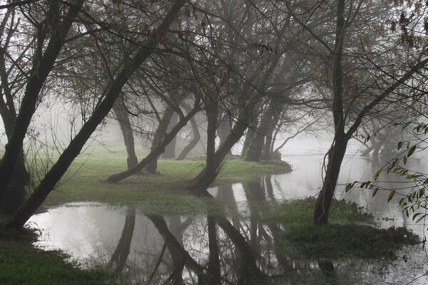 Herbstnebel im Sumpf