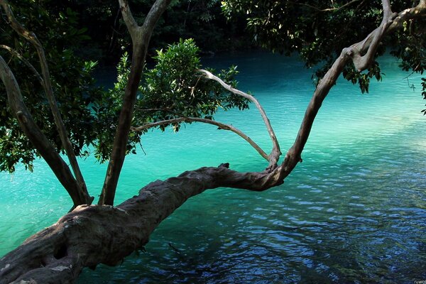 Beautiful foreshortening of a branch over a clear river