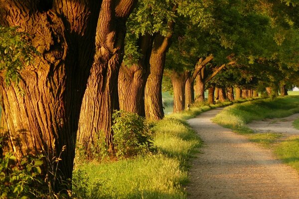 Summer alley among green trees