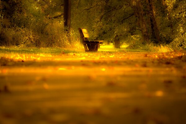 A BENCH ON THE ROAD WITH AUTUMN LEAVES