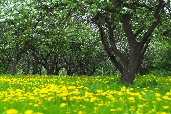 Dandelions in a clearing in the forest