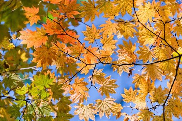 Feuilles d automne vue de dessous