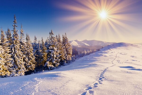 El sol brillante brilla en invierno