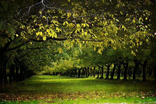 A smooth alley sheltered by the crown and young green trees