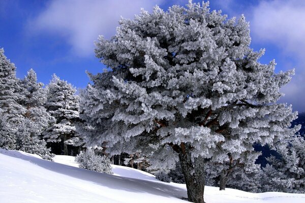 Grande albero coperto di neve