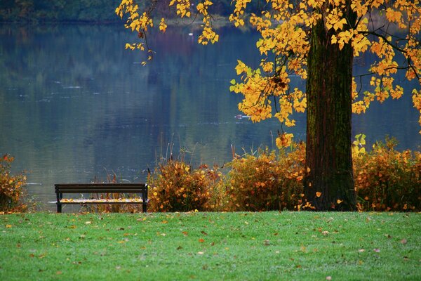 Sur la rive de la rivière sur un banc de feuilles se trouvent