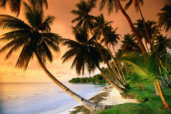 Coucher de soleil sur la plage tropicale avec des palmiers