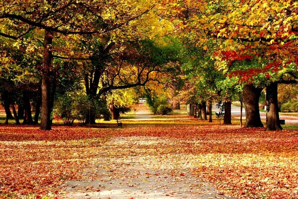 Allée d automne avec des feuilles mortes