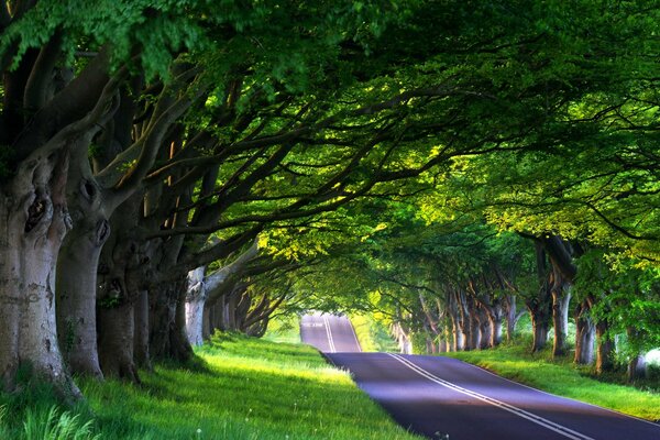 Strada tra fitti alberi