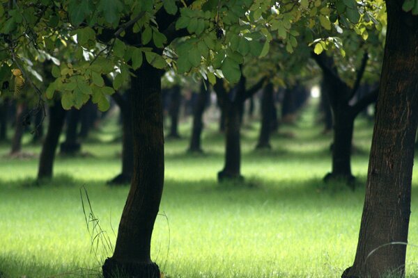 Natura del parco in città