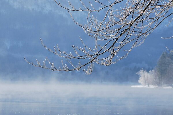 Branche en hiver dans la neige près du lac