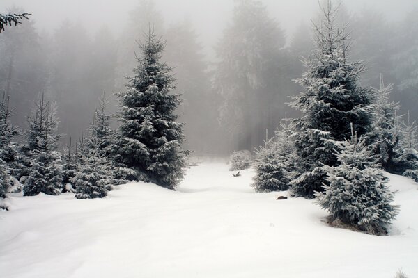 Abeti di neve nella foresta protetta