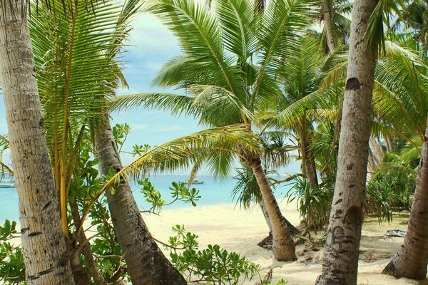 Palmiers sur fond de plage et de l océan