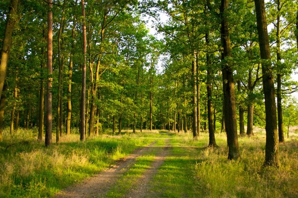 Photo trails in the forest among the trees