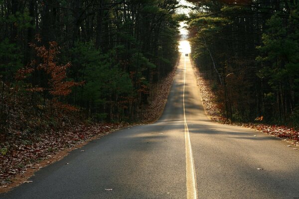 THE ROAD GOES INTO THE DISTANCE, ON THE SIDES OF THE AUTUMN FOREST