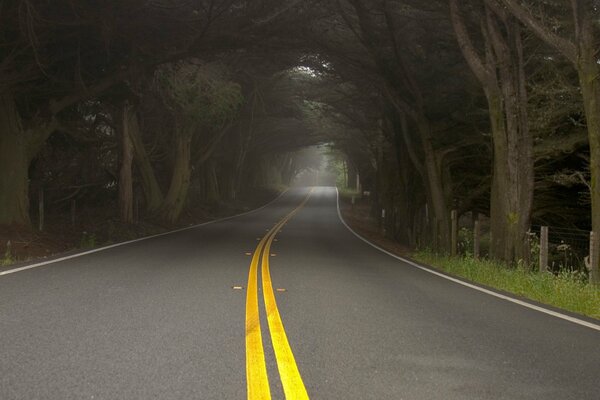 The road in the misty forest