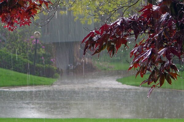 Les gouttes de pluie coulent sur les feuilles