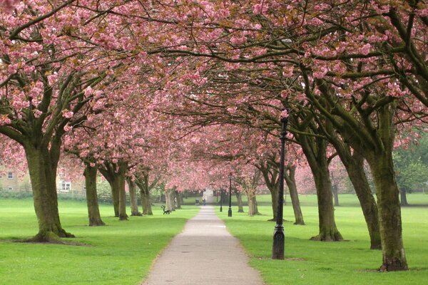 Japan, sakura tree, blooming