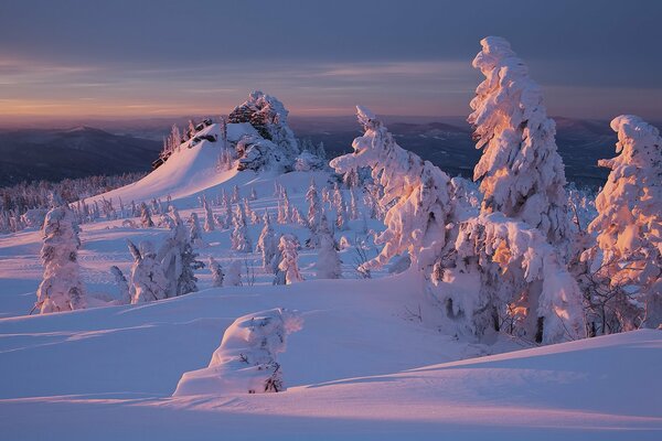 Rosa Sonnenuntergang im verschneiten Wald