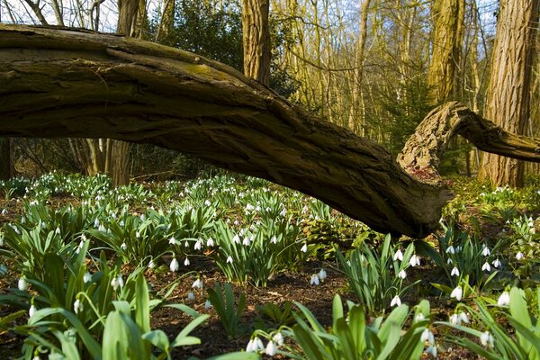 All inizio della primavera, nella foresta puoi vedere fiori molto belli - bucaneve