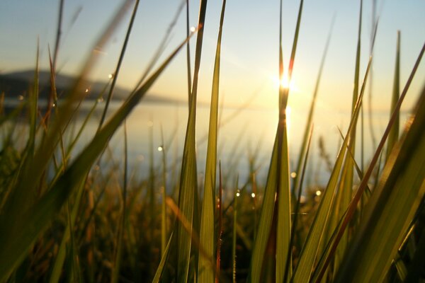 El amanecer se abre paso a través de las hierbas en el rocío