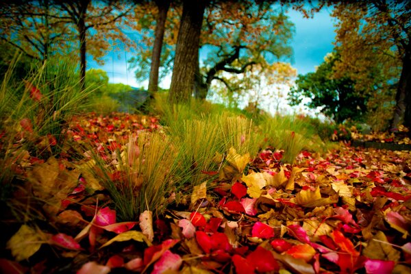 Fallendes Laub im Herbst im Wald