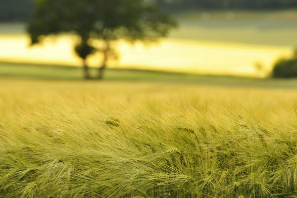 Portrait image of the future harvest