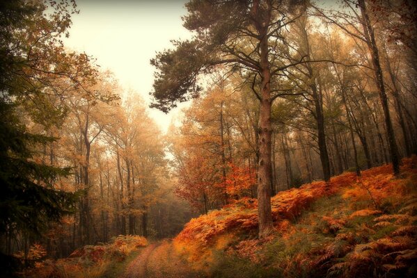 The road in the autumn forest