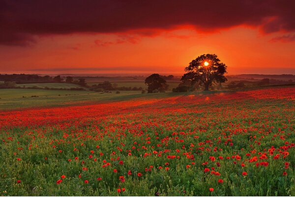 Le soleil dit au revoir avant le coucher du soleil avec un champ de pavot écarlate