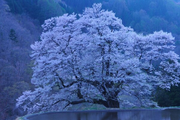 Albero di ciliegio in Giappone