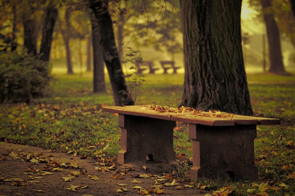 Bank mit gefallenen Blättern im Herbstpark