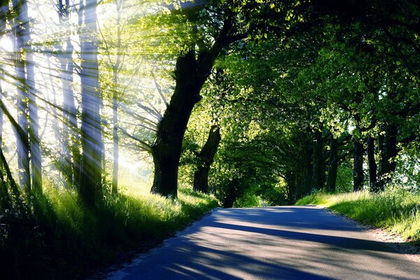 Lumière du soleil à travers les cimes des arbres