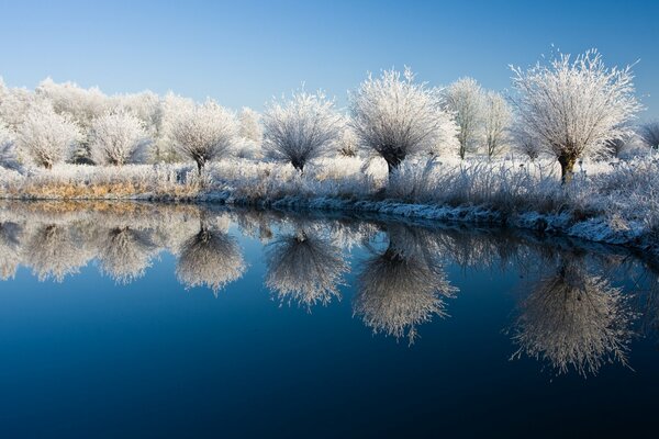 Bäume und Sträucher im Schnee am See