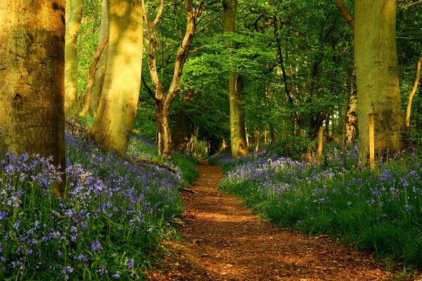 Route forestière. Un endroit merveilleux dans la forêt