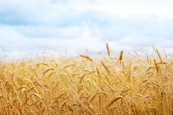 Wheat field. Ripe spikelets