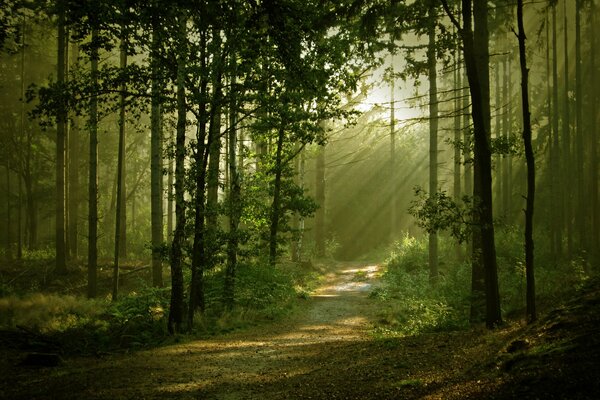 La luz cae sobre un camino sinuoso