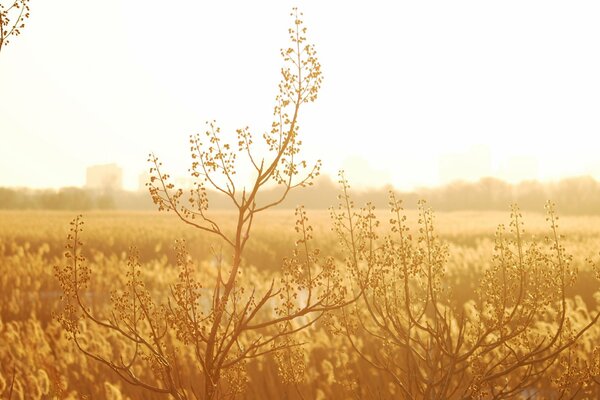 YELLOW, AUTUMN FIELD, BEAUTIFUL LANDSCAPE