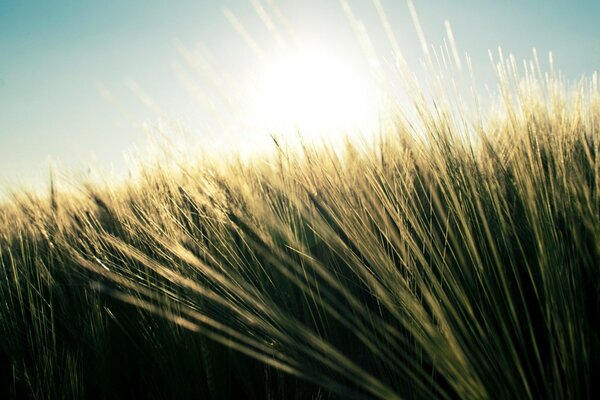 Campo di grano inondato dal sole