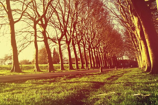 Camino con árboles a finales de otoño