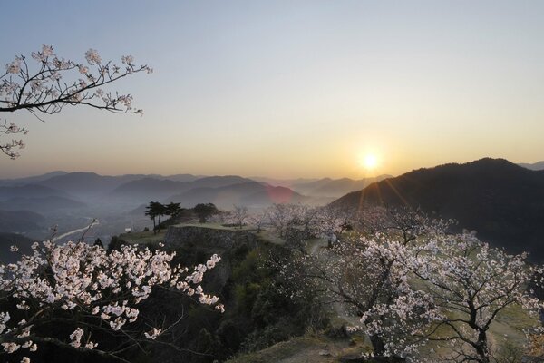 Albicocca in fiore ai raggi del tramonto nella rovnina di montagna