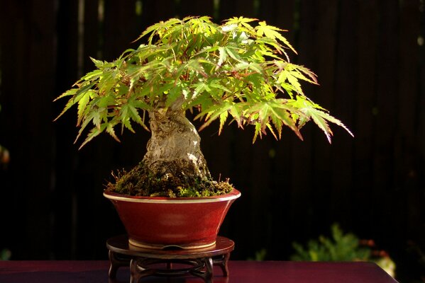 Bonsaï japonais sur une table sombre en bois