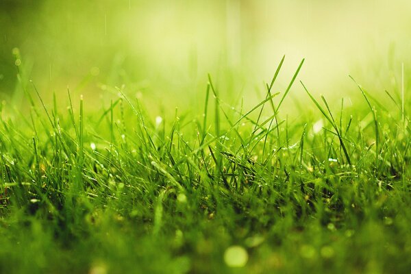 Dew drops on fresh grass