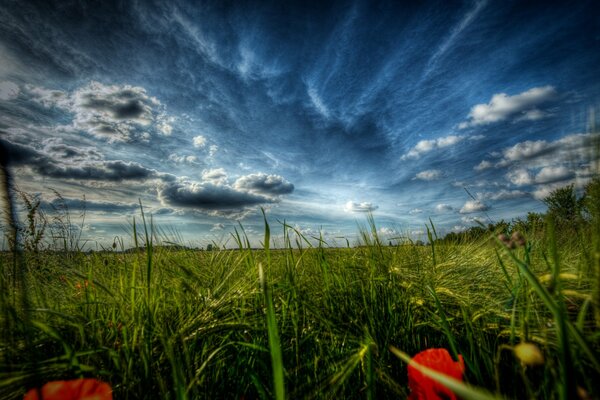 Landscape field with poppies