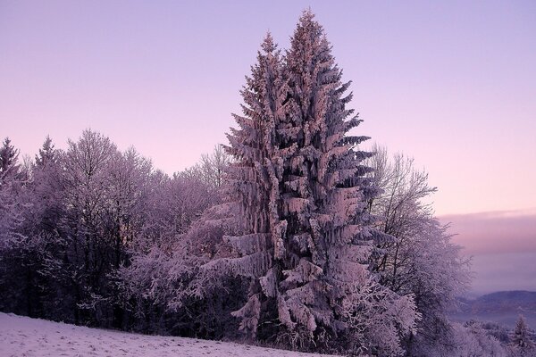 Árboles cubiertos de nieve en una colina en una mañana de invierno